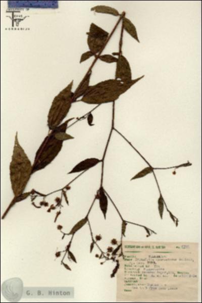 URN_catalog_HBHinton_herbarium_6746.jpg.jpg