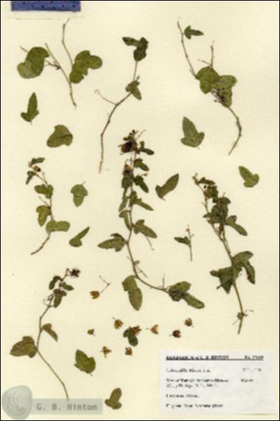 URN_catalog_HBHinton_herbarium_27689.jpg.jpg