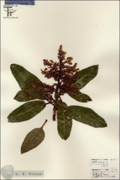 URN_catalog_HBHinton_herbarium_26205.jpg.jpg