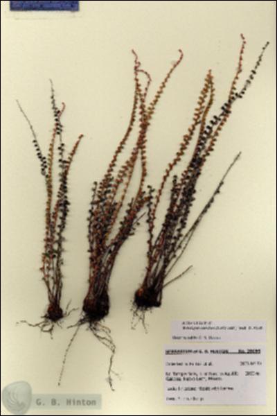 URN_catalog_HBHinton_herbarium_28695.jpg.jpg