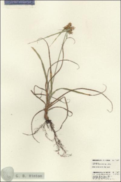 URN_catalog_HBHinton_herbarium_21407.jpg.jpg