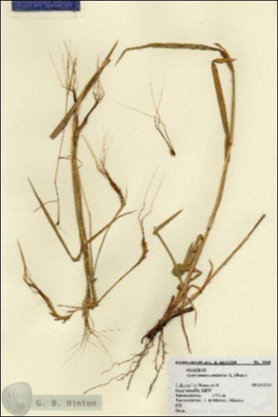 URN_catalog_HBHinton_herbarium_2068.jpg.jpg