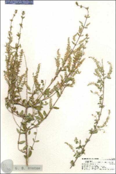 URN_catalog_HBHinton_herbarium_21103.jpg.jpg