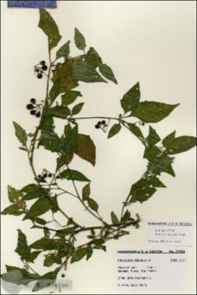 URN_catalog_HBHinton_herbarium_27998.jpg.jpg