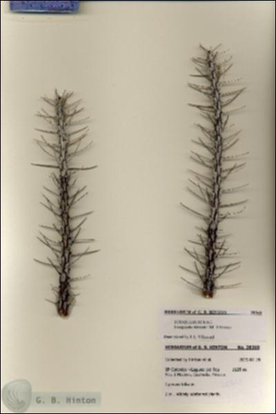 URN_catalog_HBHinton_herbarium_28360.jpg.jpg