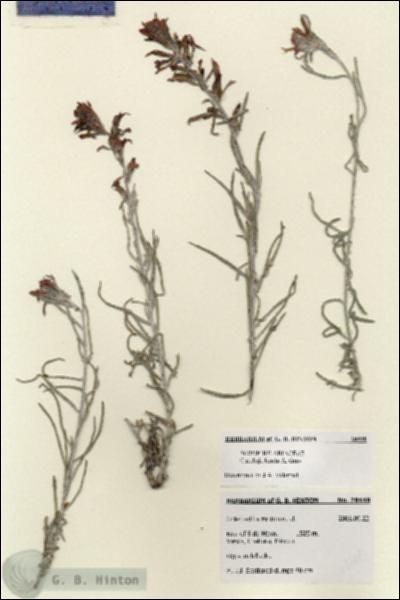 URN_catalog_HBHinton_herbarium_28448.jpg.jpg