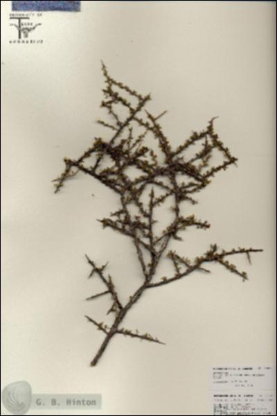 URN_catalog_HBHinton_herbarium_25832.jpg.jpg