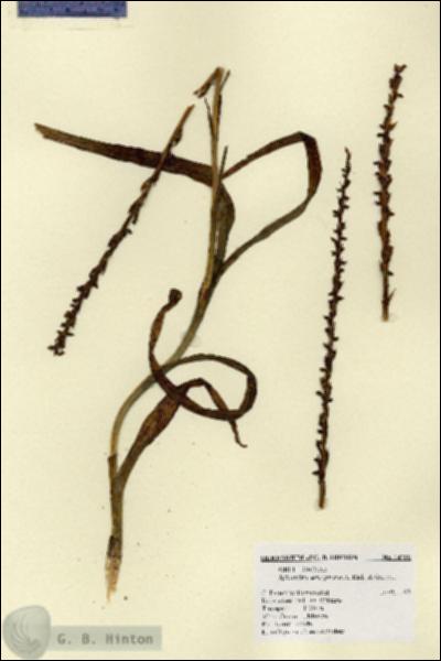 URN_catalog_HBHinton_herbarium_14790.jpg.jpg