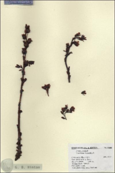 URN_catalog_HBHinton_herbarium_18340.jpg.jpg