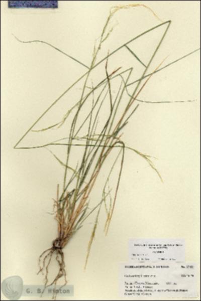 URN_catalog_HBHinton_herbarium_27431.jpg.jpg