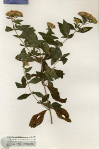 URN_catalog_HBHinton_herbarium_20873.jpg.jpg