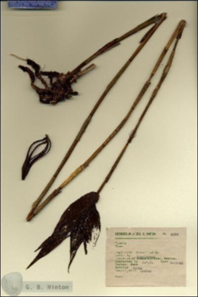 URN_catalog_HBHinton_herbarium_4173.jpg.jpg