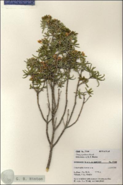 URN_catalog_HBHinton_herbarium_27180.jpg.jpg