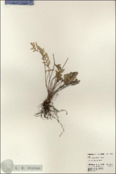 URN_catalog_HBHinton_herbarium_23649.jpg.jpg
