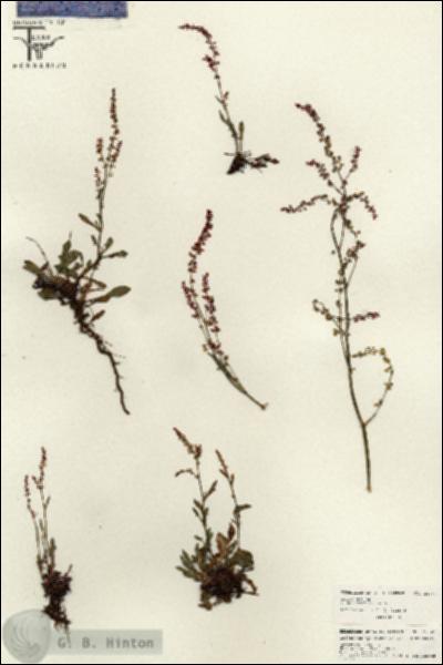 URN_catalog_HBHinton_herbarium_26541.jpg.jpg