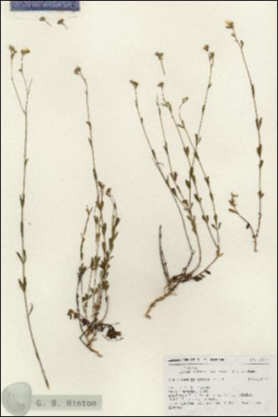 URN_catalog_HBHinton_herbarium_18971.jpg.jpg