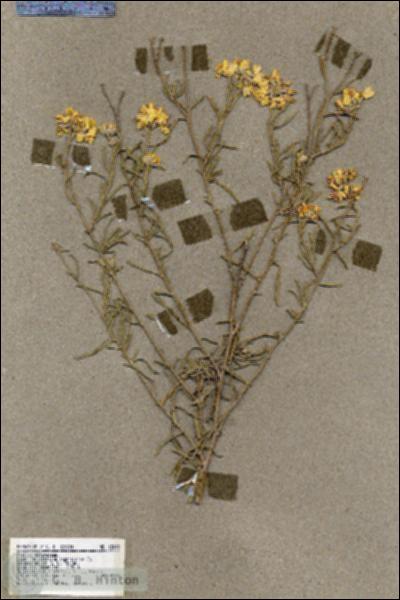 URN_catalog_HBHinton_herbarium_18045.jpg.jpg