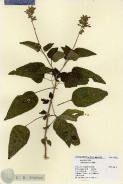 URN_catalog_HBHinton_herbarium_19181.jpg.jpg
