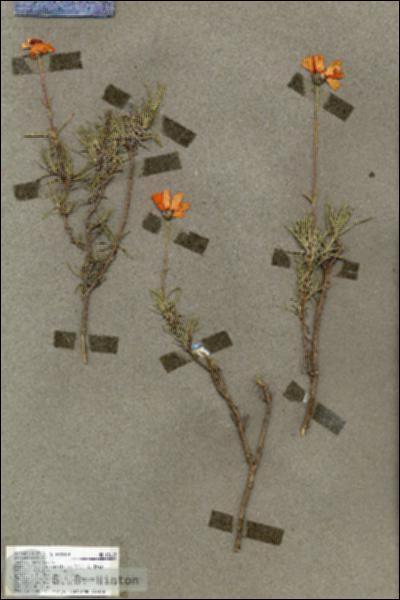 URN_catalog_HBHinton_herbarium_18113.jpg.jpg