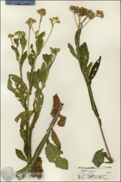 URN_catalog_HBHinton_herbarium_21168.jpg.jpg