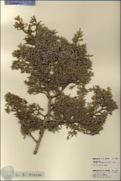 URN_catalog_HBHinton_herbarium_22047.jpg.jpg