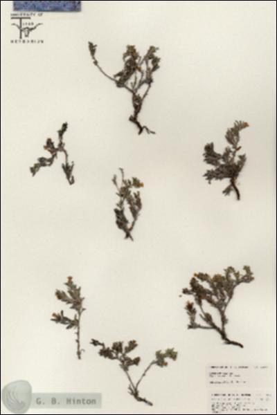 URN_catalog_HBHinton_herbarium_25507.jpg.jpg