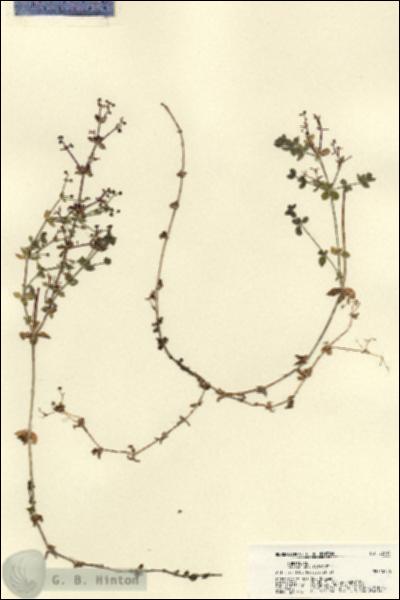 URN_catalog_HBHinton_herbarium_22414.jpg.jpg