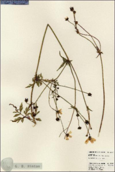 URN_catalog_HBHinton_herbarium_23837.jpg.jpg