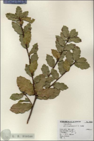 URN_catalog_HBHinton_herbarium_20192.jpg.jpg