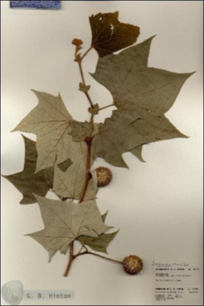 URN_catalog_HBHinton_herbarium_24096.jpg.jpg