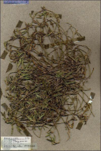 URN_catalog_HBHinton_herbarium_19566.jpg.jpg