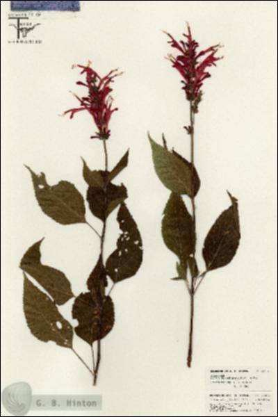 URN_catalog_HBHinton_herbarium_26274.jpg.jpg