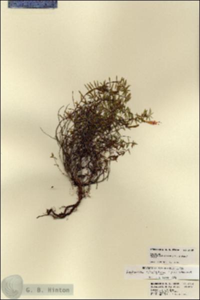 URN_catalog_HBHinton_herbarium_21502.jpg.jpg