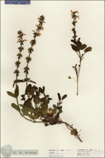 URN_catalog_HBHinton_herbarium_25333.jpg.jpg
