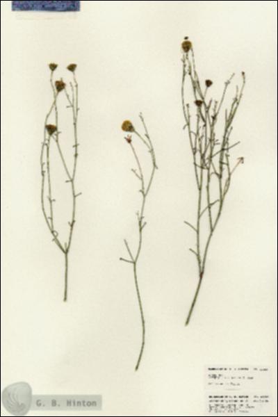 URN_catalog_HBHinton_herbarium_24989.jpg.jpg