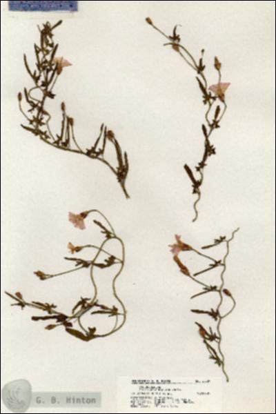 URN_catalog_HBHinton_herbarium_20529.jpg.jpg