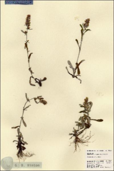URN_catalog_HBHinton_herbarium_23460.jpg.jpg
