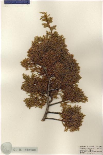 URN_catalog_HBHinton_herbarium_24054.jpg.jpg