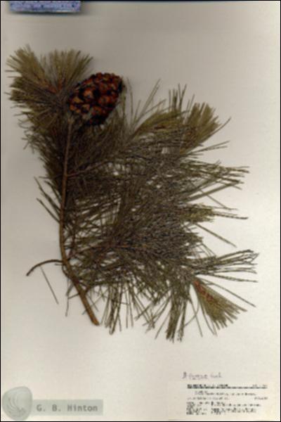 URN_catalog_HBHinton_herbarium_21064.jpg.jpg