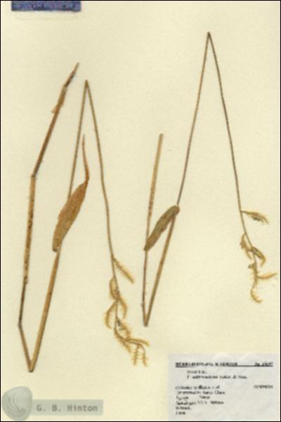 URN_catalog_HBHinton_herbarium_15195.jpg.jpg