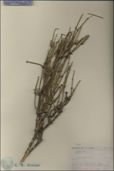 URN_catalog_HBHinton_herbarium_27170.jpg.jpg