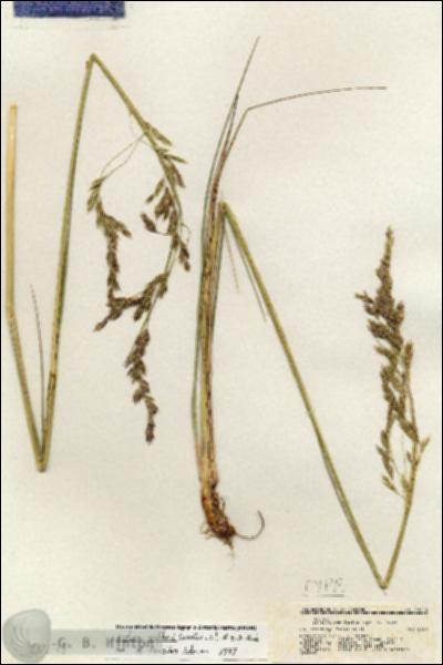 URN_catalog_HBHinton_herbarium_20278.jpg.jpg