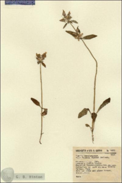 URN_catalog_HBHinton_herbarium_8273.jpg.jpg