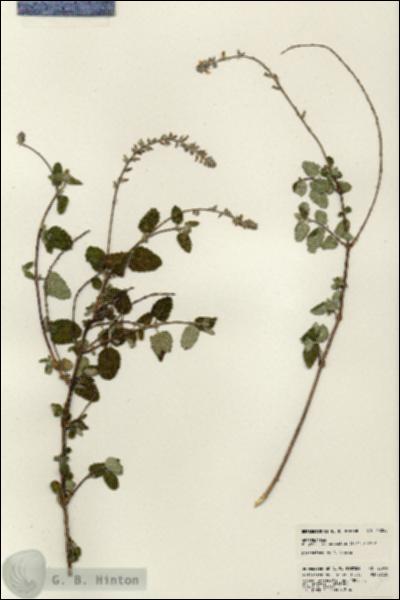 URN_catalog_HBHinton_herbarium_23049.jpg.jpg