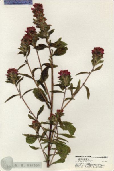 URN_catalog_HBHinton_herbarium_20903.jpg.jpg