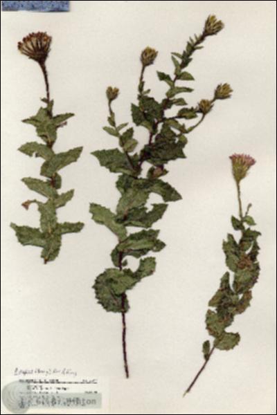 URN_catalog_HBHinton_herbarium_20717.jpg.jpg