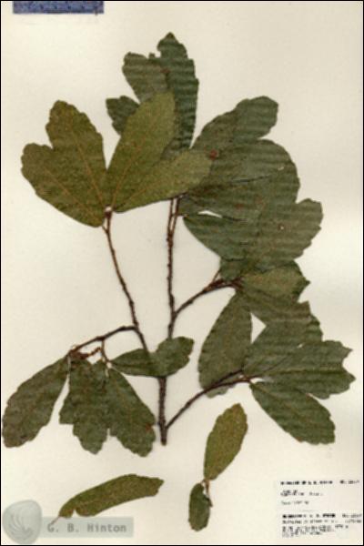 URN_catalog_HBHinton_herbarium_23670.jpg.jpg