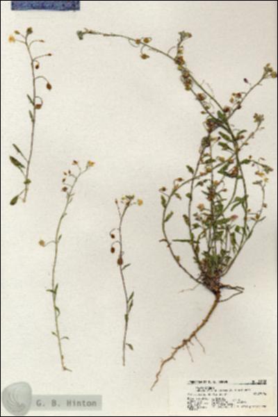 URN_catalog_HBHinton_herbarium_21102.jpg.jpg