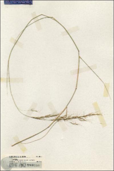 URN_catalog_HBHinton_herbarium_20083.jpg.jpg