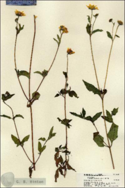 URN_catalog_HBHinton_herbarium_22325.jpg.jpg